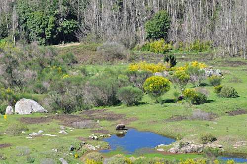 cerdas Granja