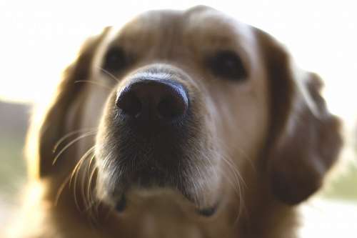 golden retriever golden retriever