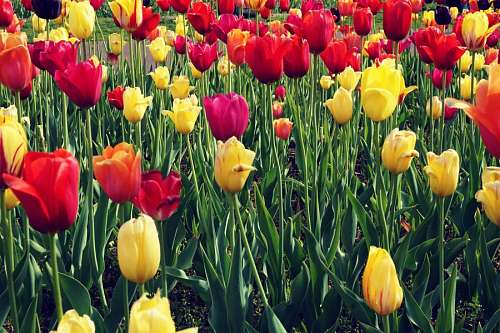 freejpg Campo de Tulipanes