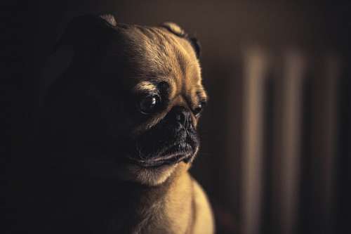 simpatico Pug