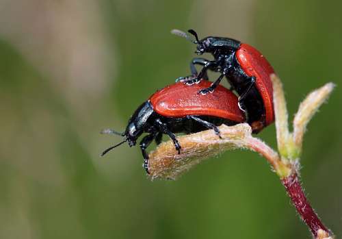 escarabajo Escarabajo