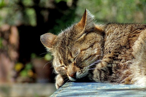 Gato durmiendo