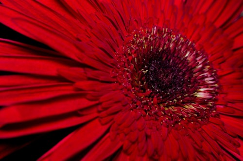 grado de color Macro Gerbera Roja