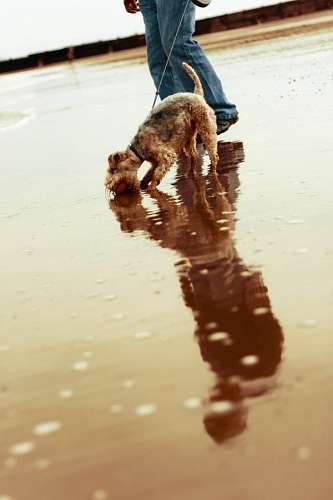 Perro en playa