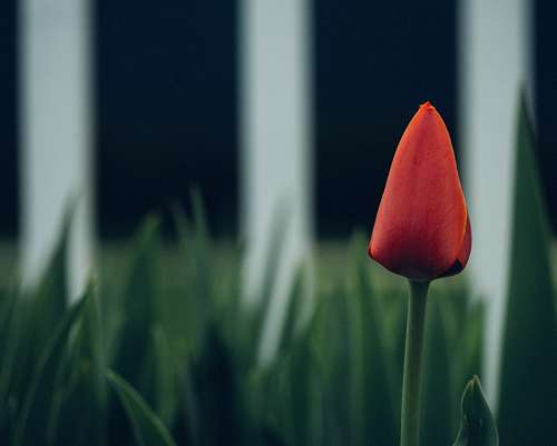 Tulipan