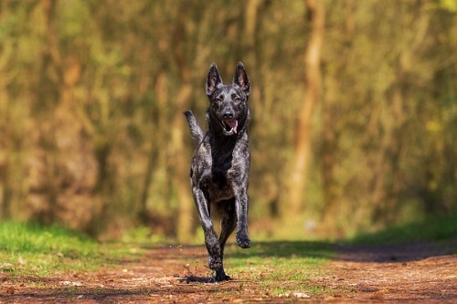 recortable Adorable Perro negro corriendo en el campo