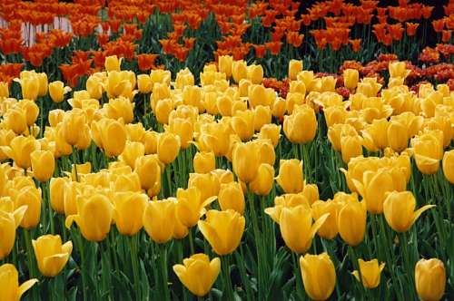 campo,jardin,flor,flores,Florido,color,colores,col