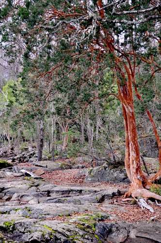 neuqu n arrayan, arbol, arboles, patagonia, neuquen, argen