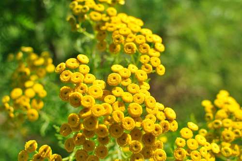 flor, flores, amarillo, naturaleza, fondo, backgro