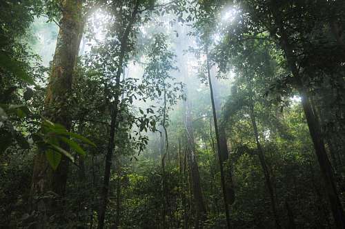 selva Selva