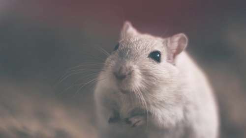 raton Raton