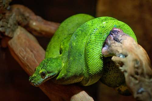 8 Serpiente