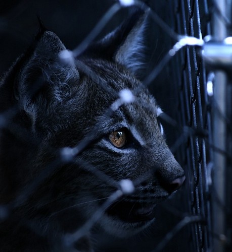 proteccion Felino tras las rejas