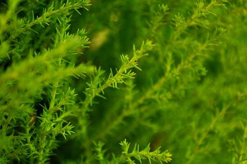 conifero Pino