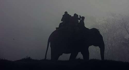 elefantes Elefante