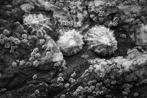 victoria Caracoles en las rocas