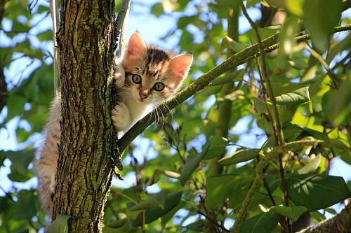 Gatito travieso trepando arbol