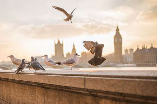 aves Palomas