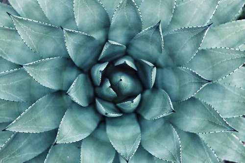 Suculenta