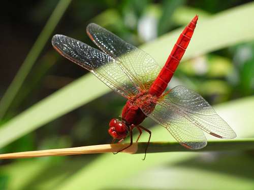 dragon Libelula