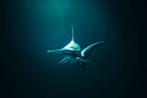 bit Tiburon martillo gigante en aguas profundas