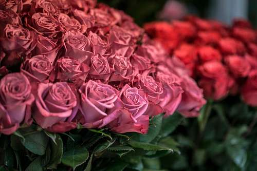 fragancia Rosas