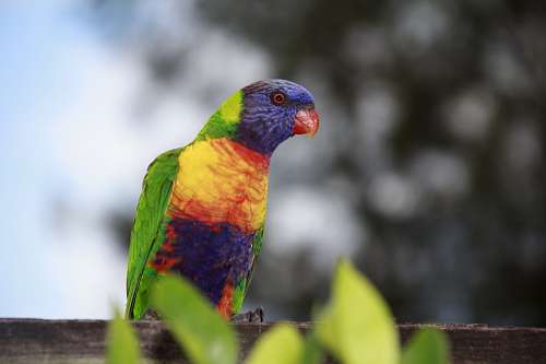 australia Agapornis