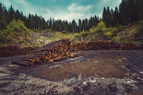 trono 