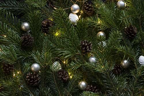 festejo Arbol de Navidad