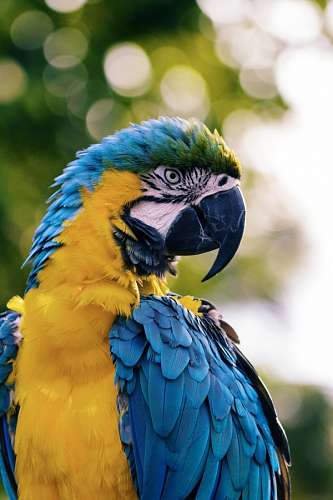 selva Guacamayo