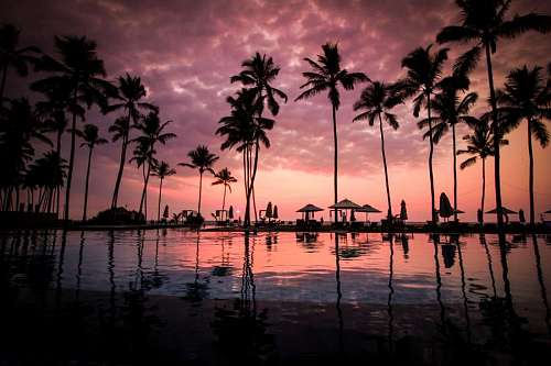 Paisaje de piscina con palmeras tropicales al atardecer