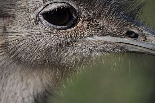 aves Avestruz