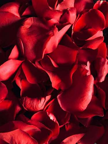 Petalos de rosa rojos 