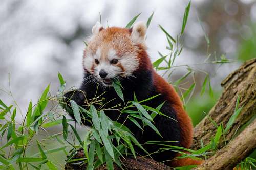 panda Oso Rojo