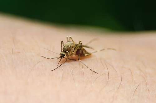 bit mosquito