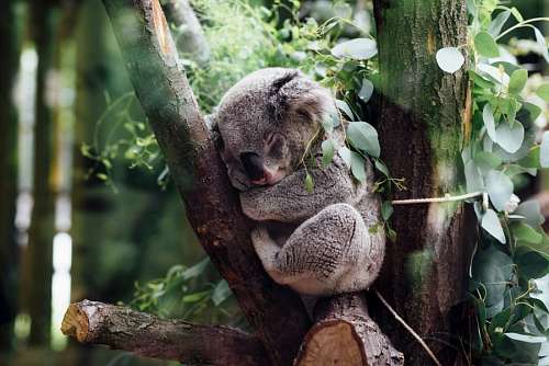 selva koala
