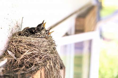 aves Nido de pajaros