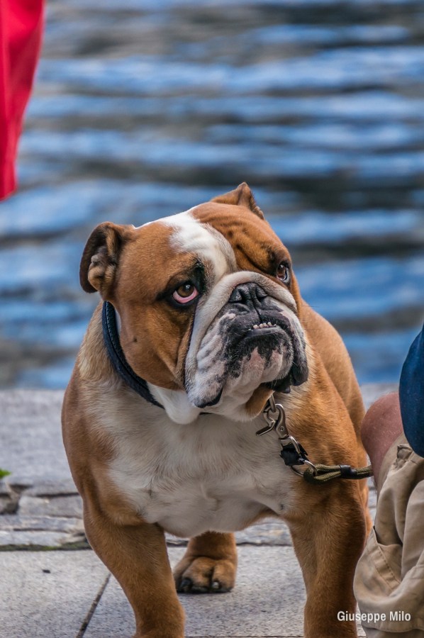 8  Imágenes Gratis de Perros y Perritos