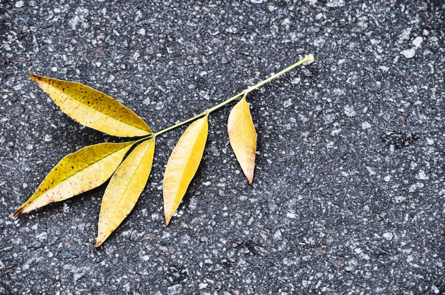 10 Imágenes Gratis de Otoño