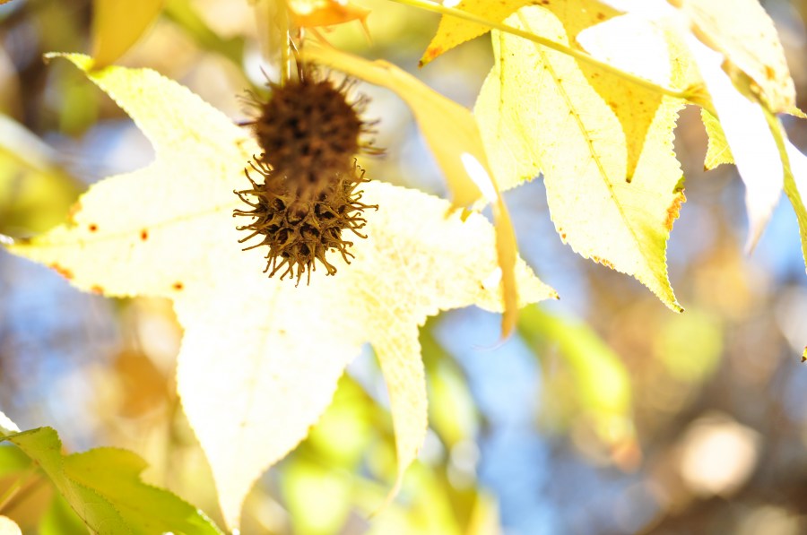 10 Imágenes Gratis de Otoño