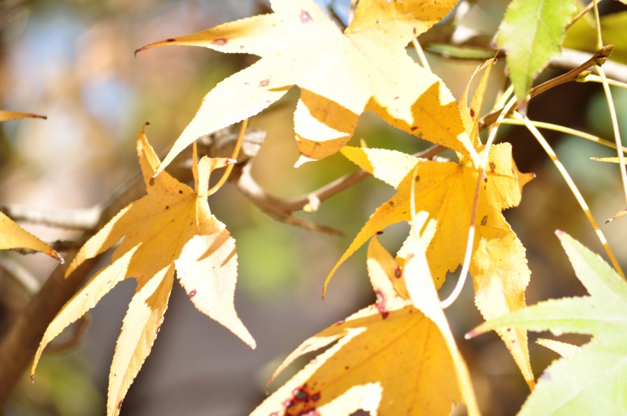 10 Imágenes Gratis de Otoño