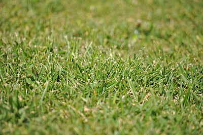 fondo, background, pasto, verde, textura,P052014, Freejpg