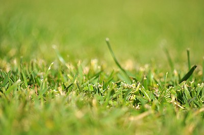 fondo, background, pasto, verde, textura,P052014, Freejpg