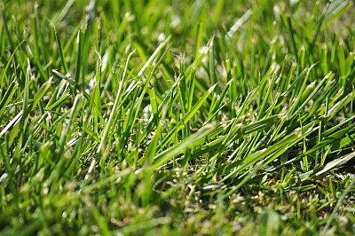 fondo, background, pasto, verde, textura,P052014, Freejpg