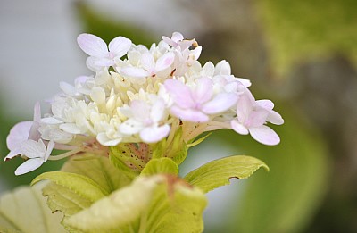fondo, background, flores, naturaleza, flor,P052014, Freejpg