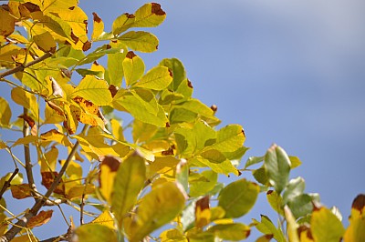 fondo, background, hojas, naturaleza, otoño,P052014, Freejpg