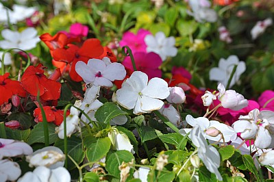 fondo, background, flores, naturaleza, flor,P052014, Freejpg
