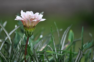fondo, background, flores, Flores, naturaleza,P052014, Freejpg