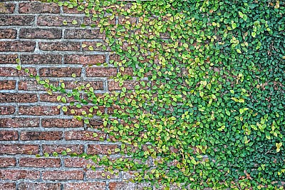 Fondo, Background, Ladrillo, paredes, Paredon, Hojas, Verde, Enredadera,P052014, Freejpg