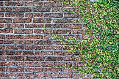 Fondo, Background, Ladrillo, paredes, Paredon, Hojas, Verde, Enredadera,P052014, Freejpg